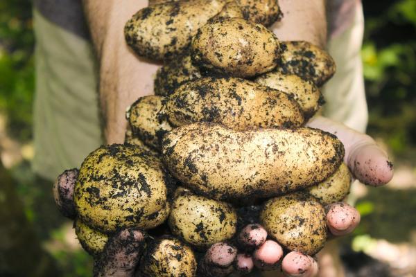 Hand voller Kartoffeln